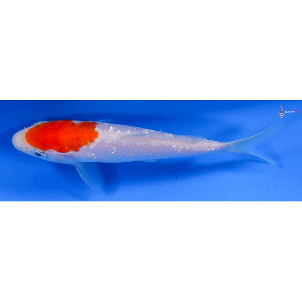 5.5” Imported Gin Rin Kohaku