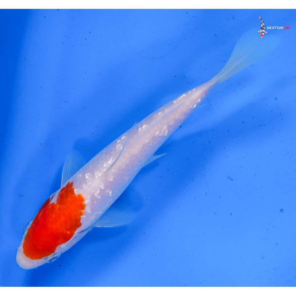 5.5” Imported Gin Rin Kohaku