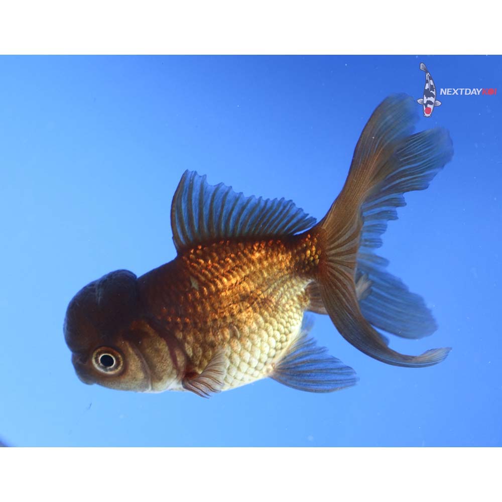 3.5” Imported Bronze Oranda