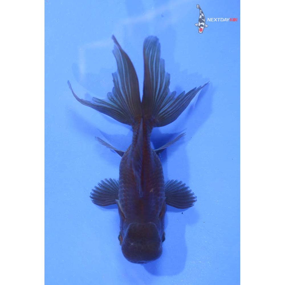 3.5” Imported Bronze Oranda