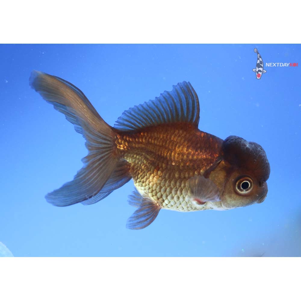 3.5” Imported Bronze Oranda