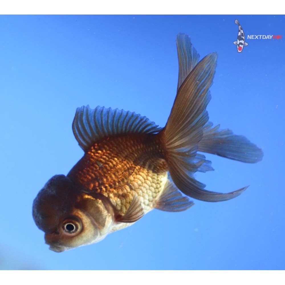 3.5” Imported Bronze Oranda