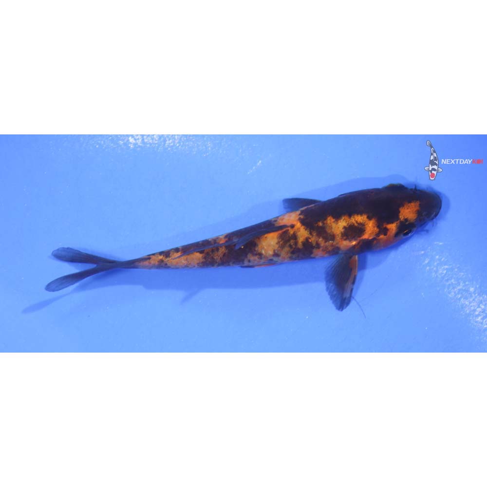 3.5” Imported Hi Utsuri