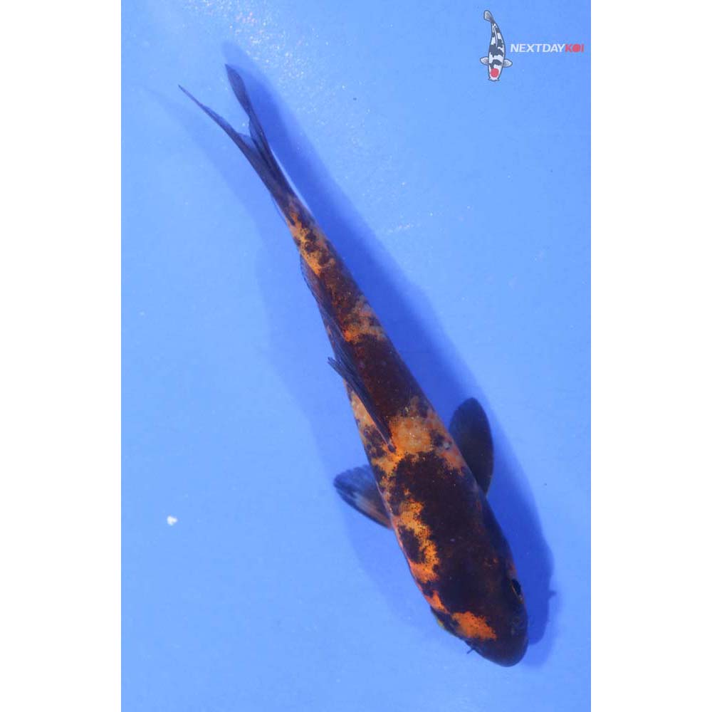 3.5” Imported Hi Utsuri
