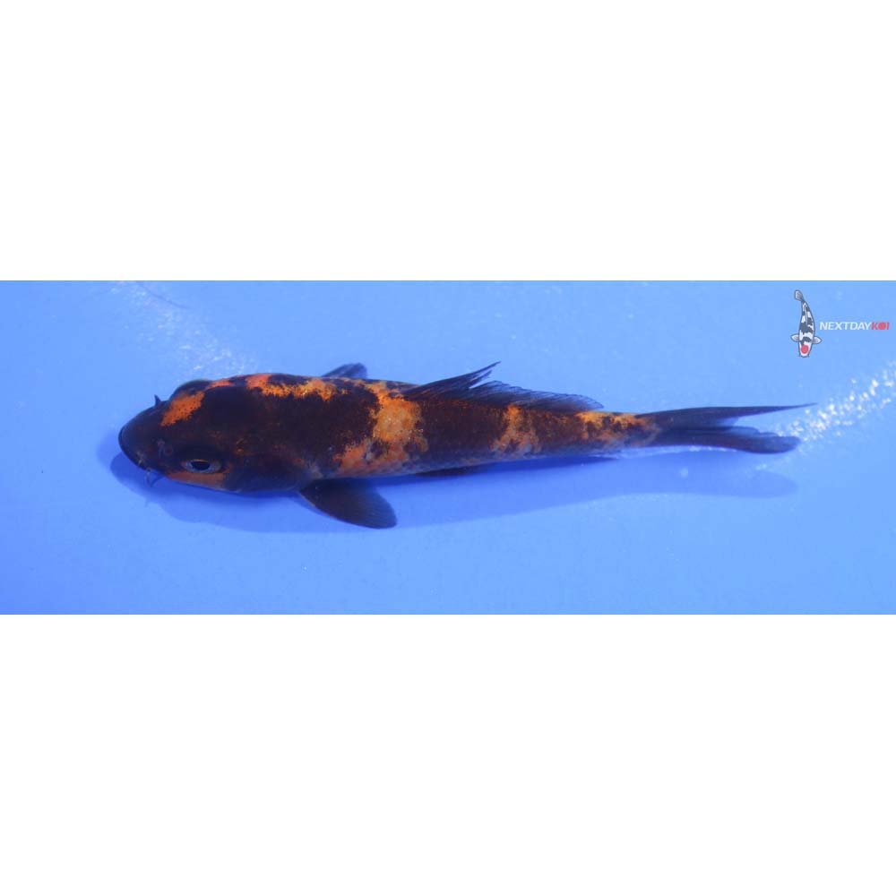 3.5” Imported Hi Utsuri