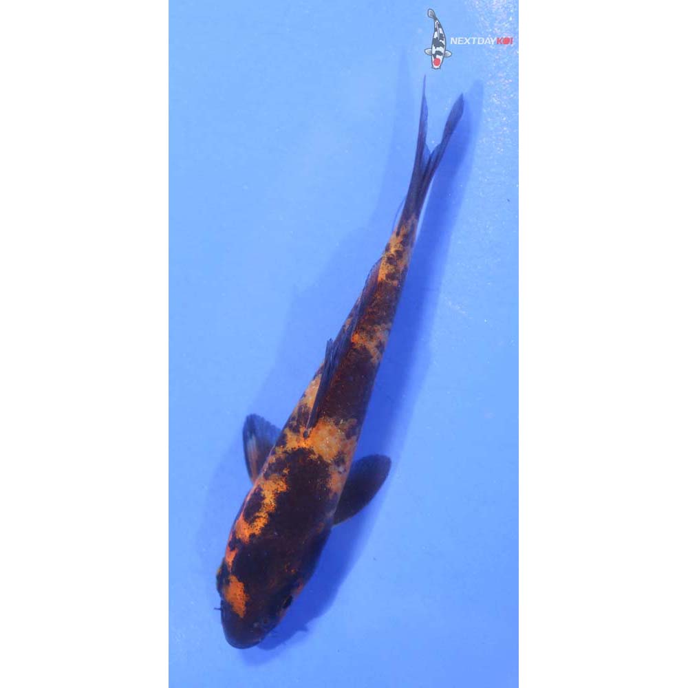 3.5” Imported Hi Utsuri
