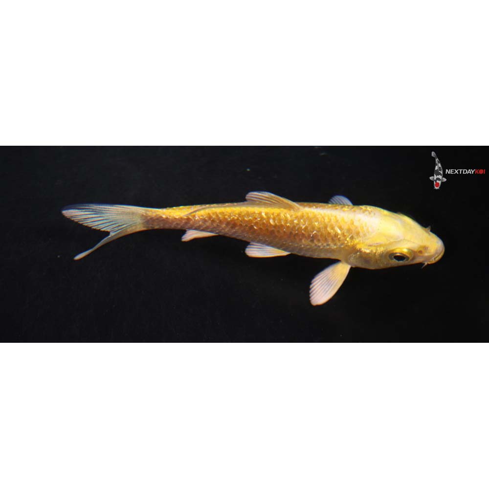 3.5” Imported Gin Rin Yamabuki Ogon