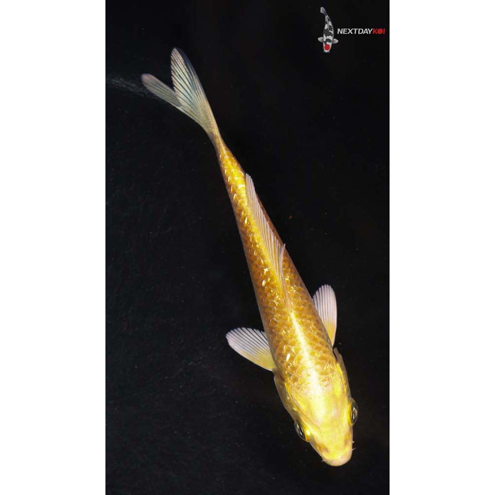 3.5” Imported Gin Rin Yamabuki Ogon