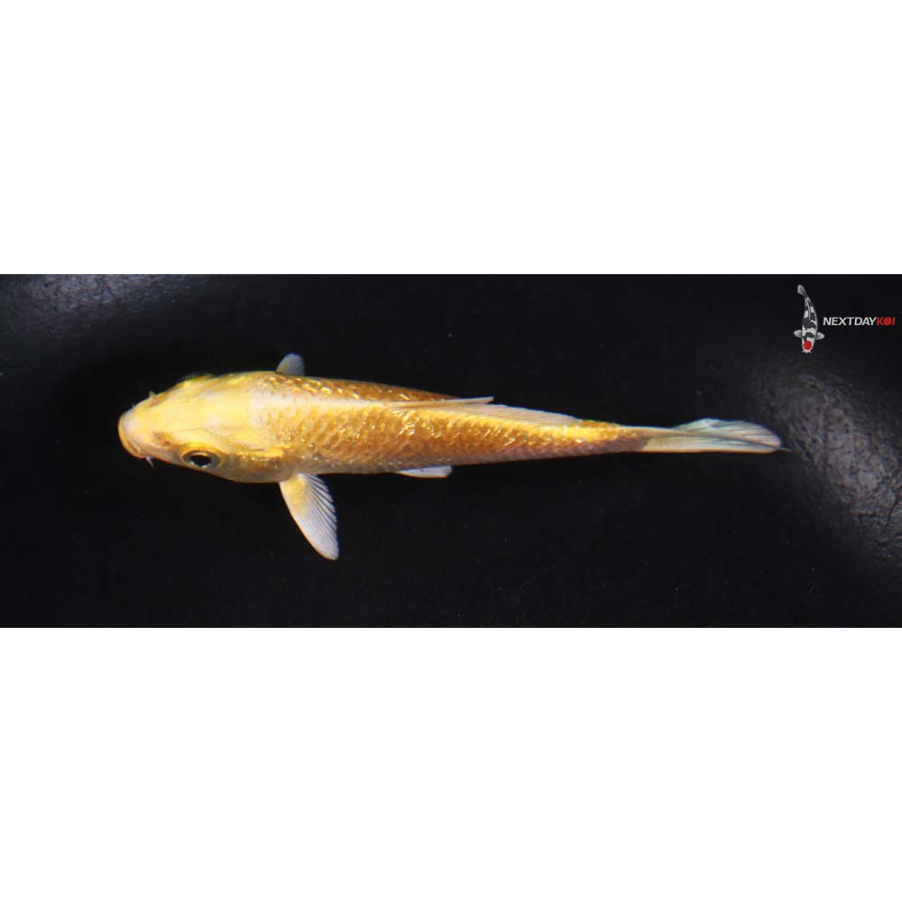 3.5” Imported Gin Rin Yamabuki Ogon