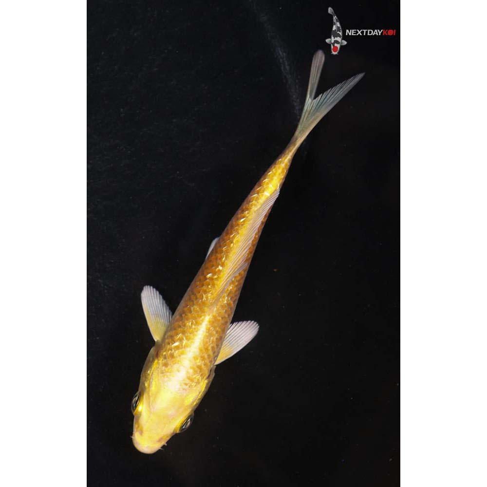 3.5” Imported Gin Rin Yamabuki Ogon