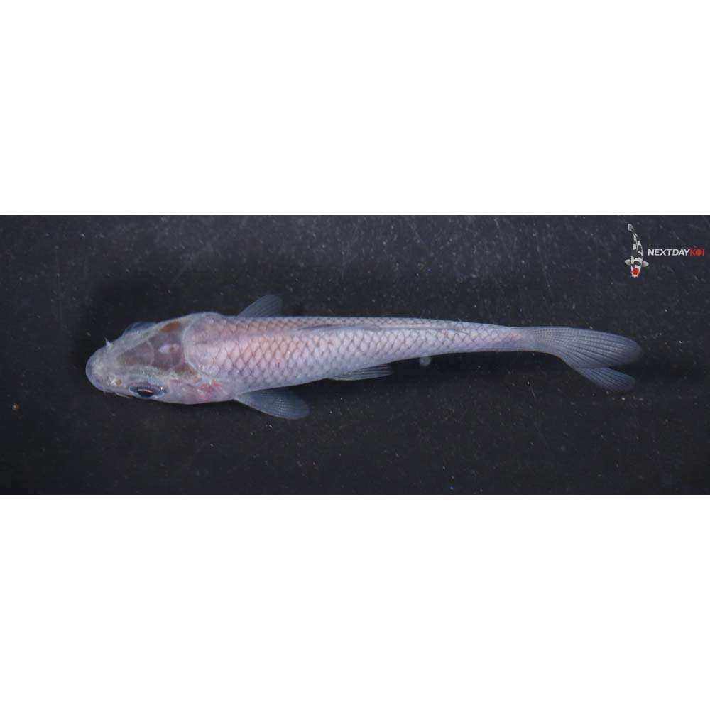 3.5” Imported Soragoi