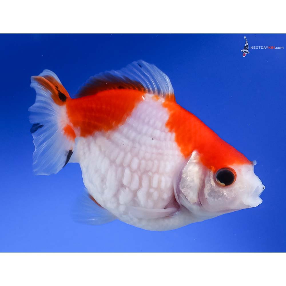 4” Imported Red and White Pearlscale