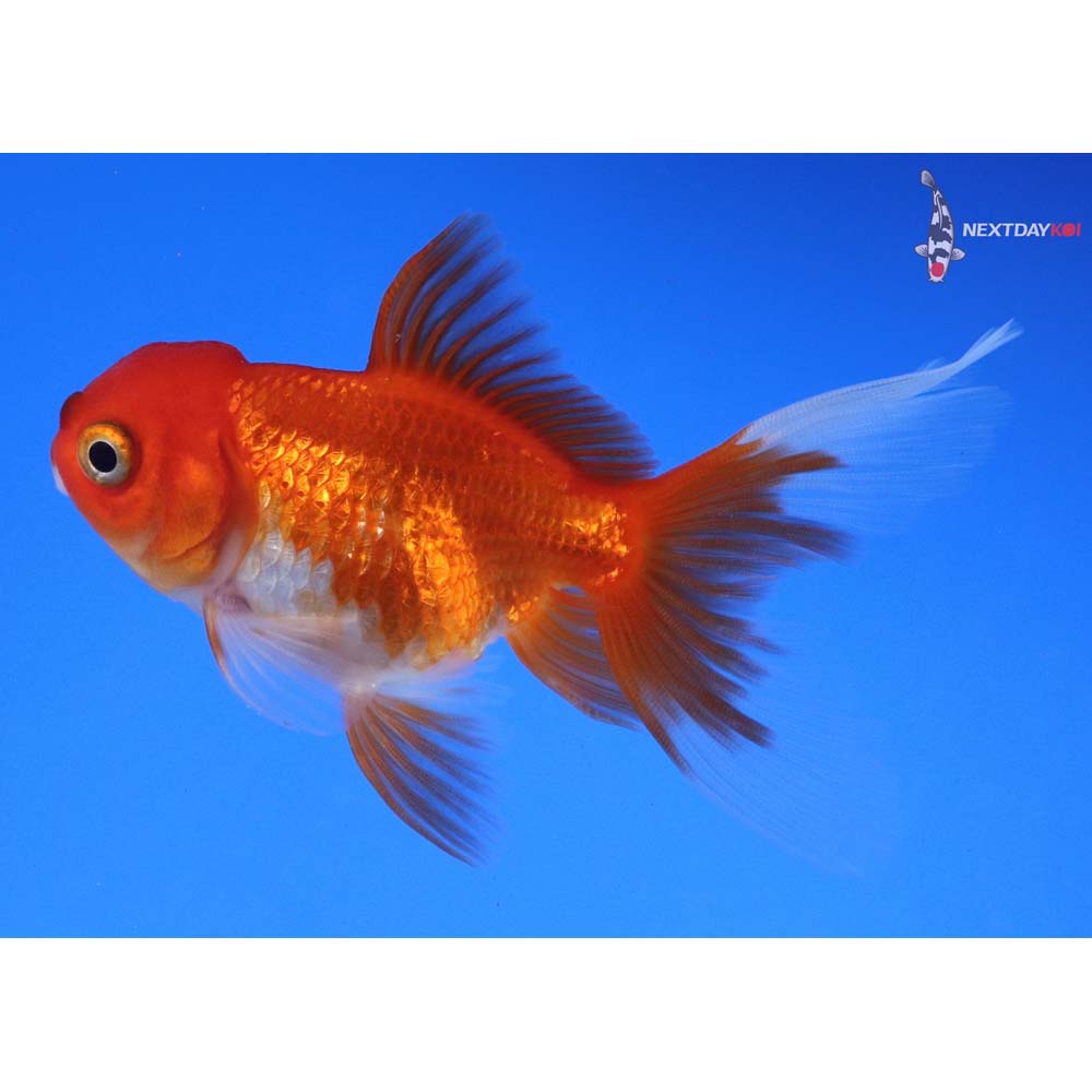 3.5” Imported Red and White Oranda