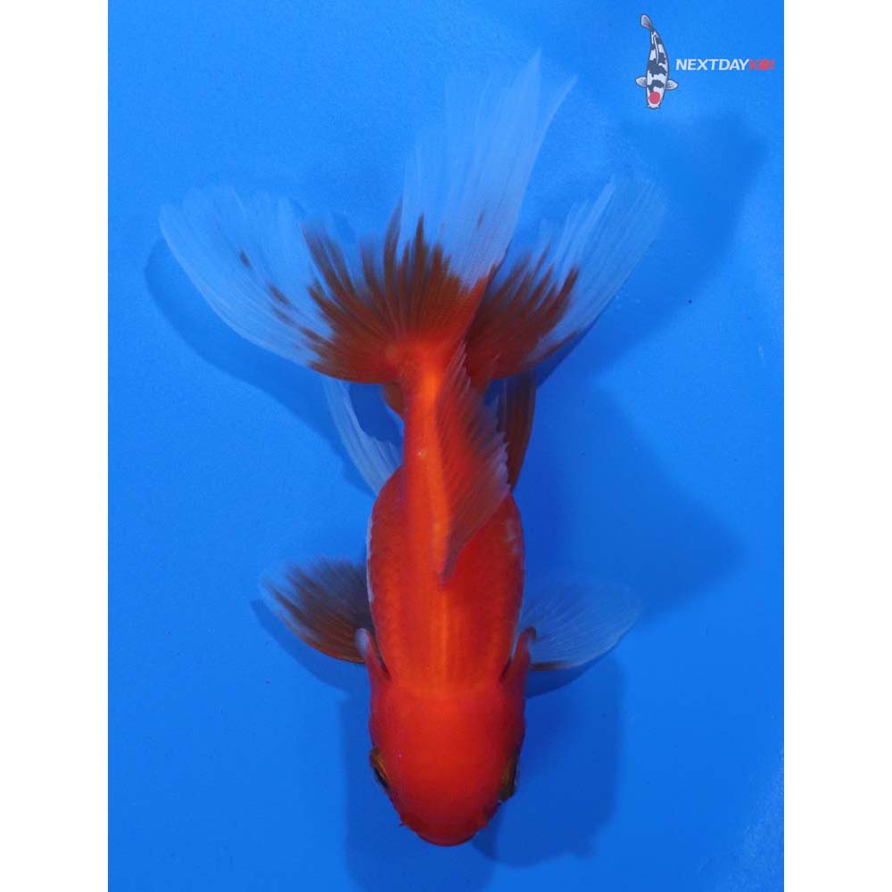 3.5” Imported Red and White Oranda