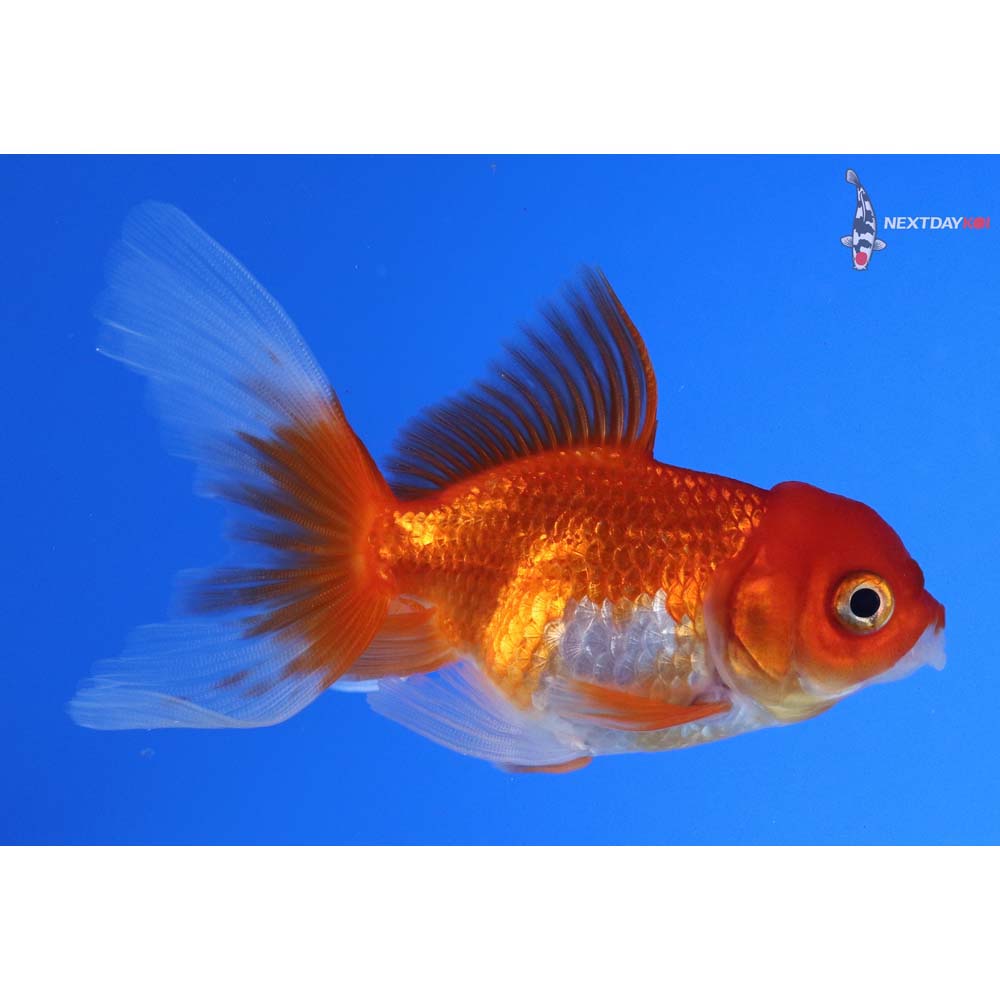 3.5” Imported Red and White Oranda