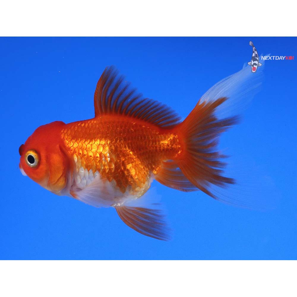 3.5” Imported Red and White Oranda
