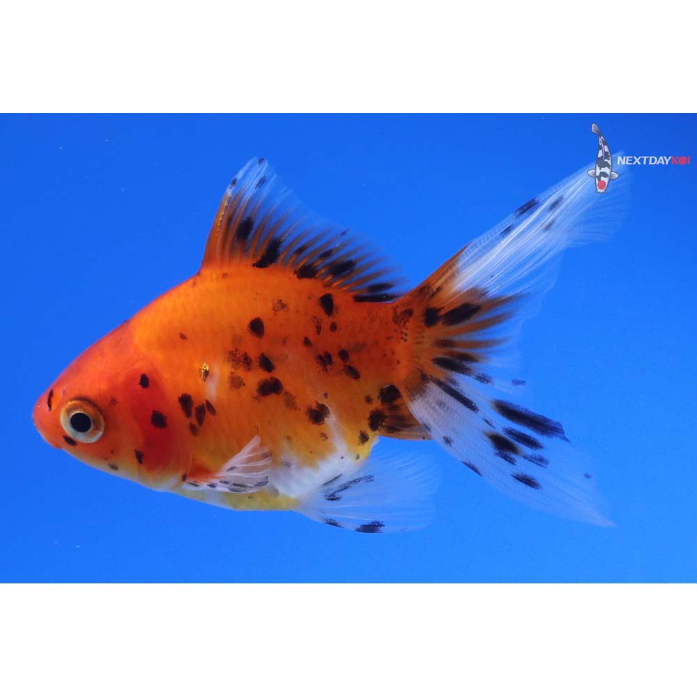 3.5” Imported Calico Ryukin