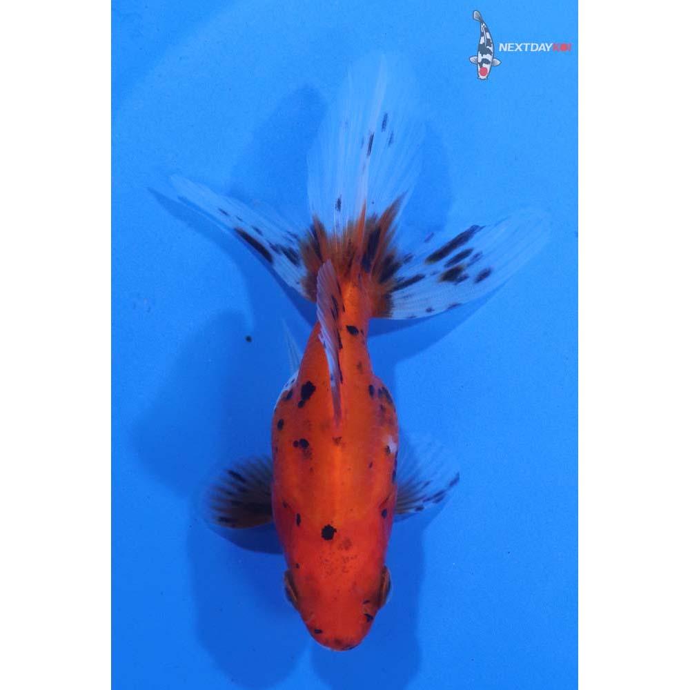 3.5” Imported Calico Ryukin