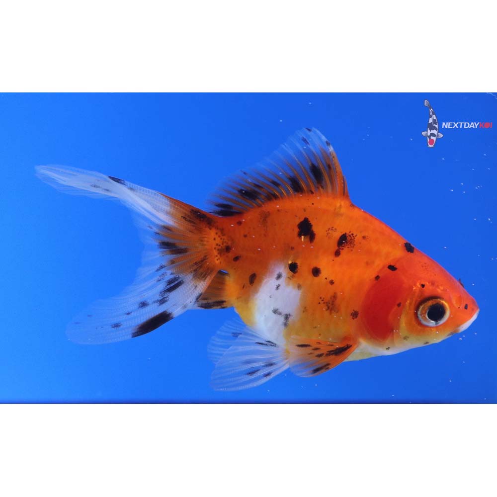 3.5” Imported Calico Ryukin