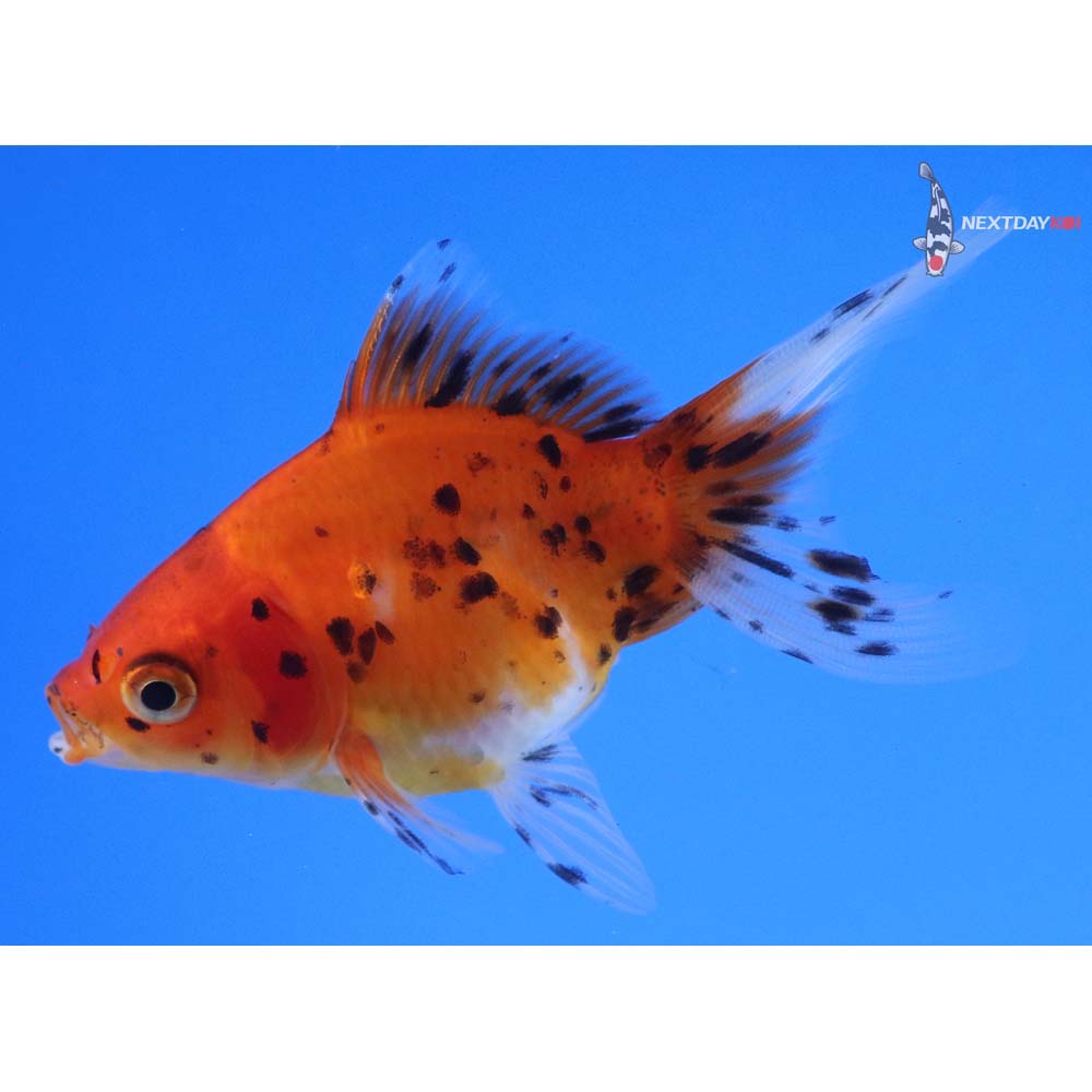3.5” Imported Calico Ryukin