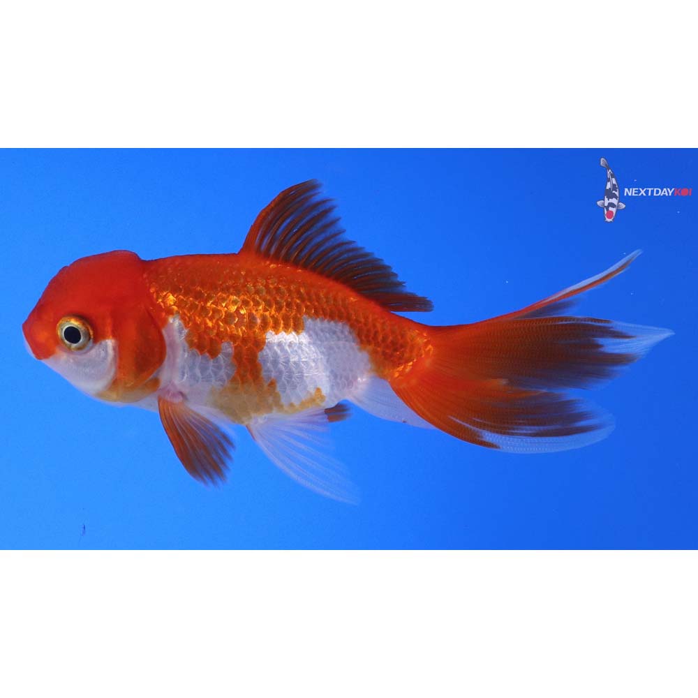 3.5” Imported Red and White Oranda