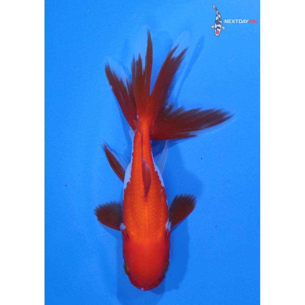 3.5” Imported Red and White Oranda
