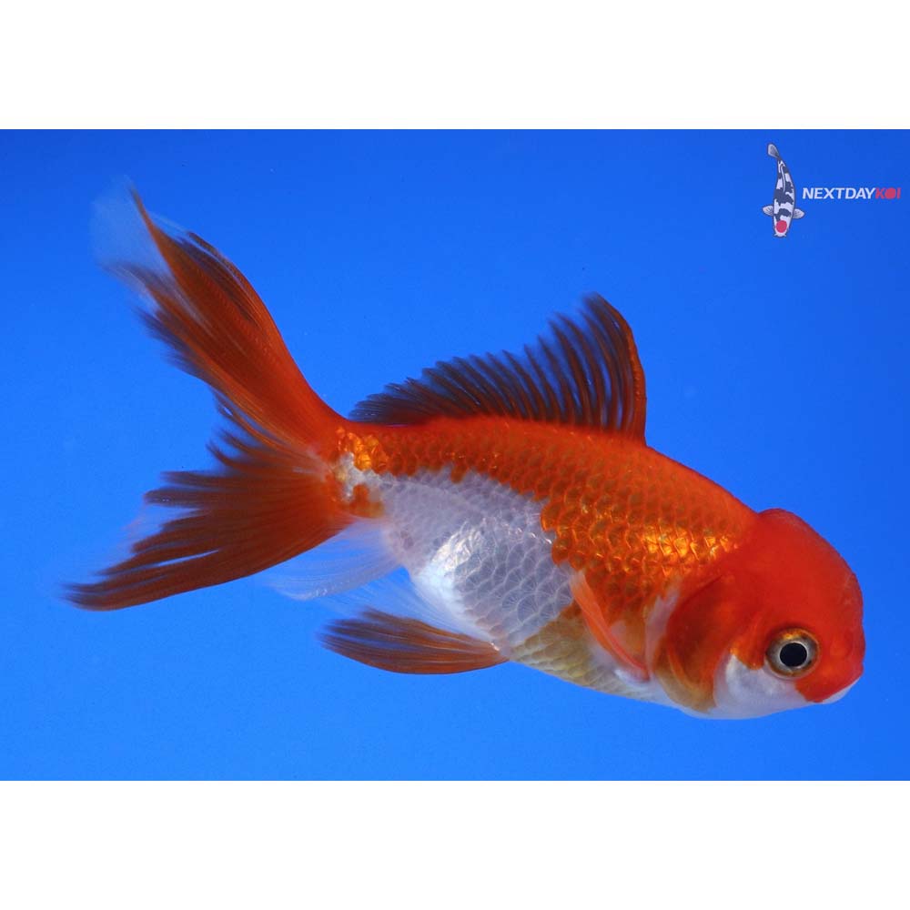 3.5” Imported Red and White Oranda