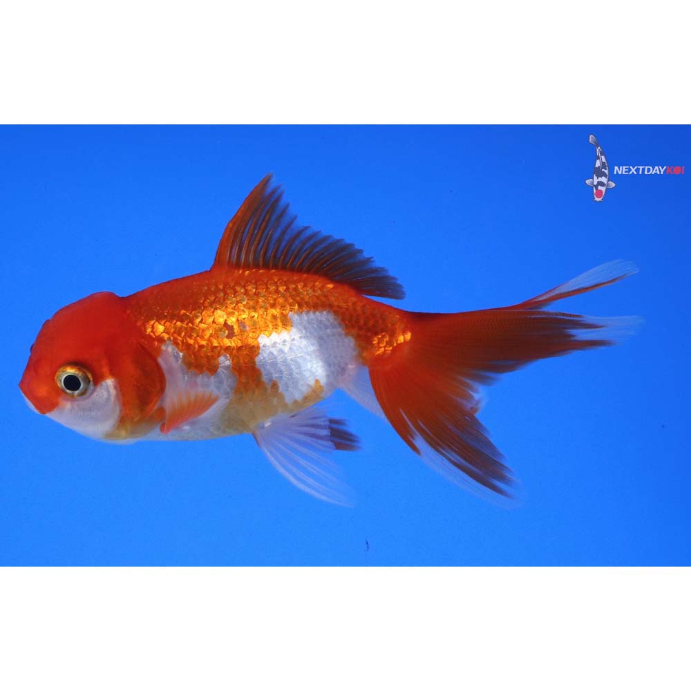 3.5” Imported Red and White Oranda