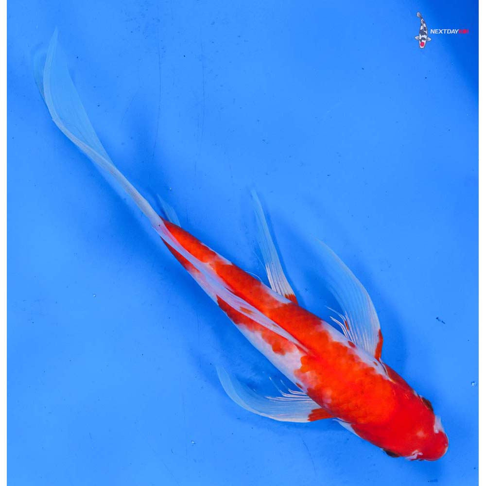 9.5” Imported Kohaku Butterfly Koi