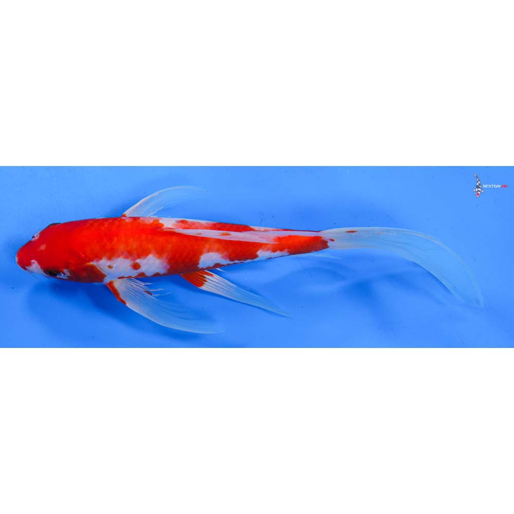 9.5” Imported Kohaku Butterfly Koi