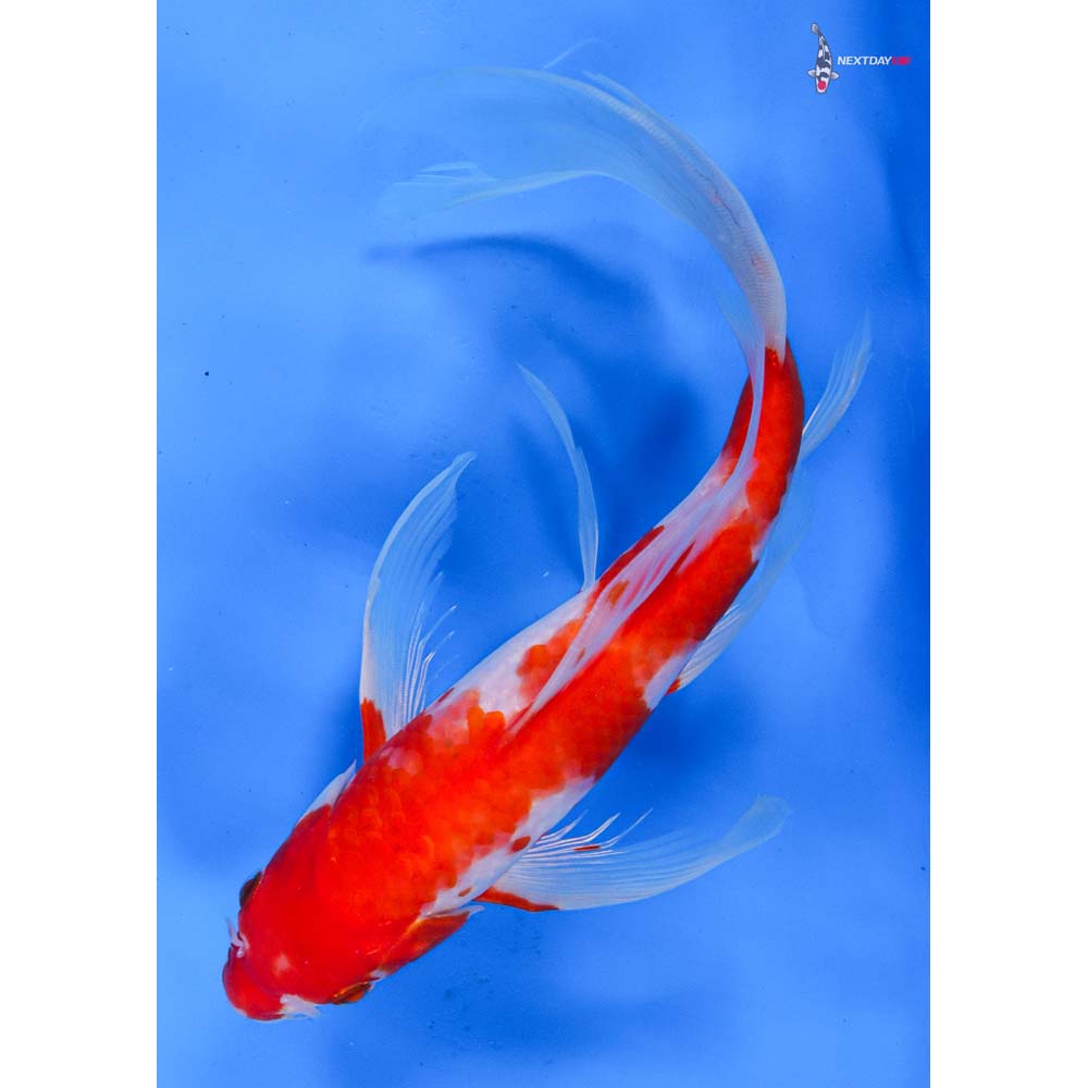 9.5” Imported Kohaku Butterfly Koi