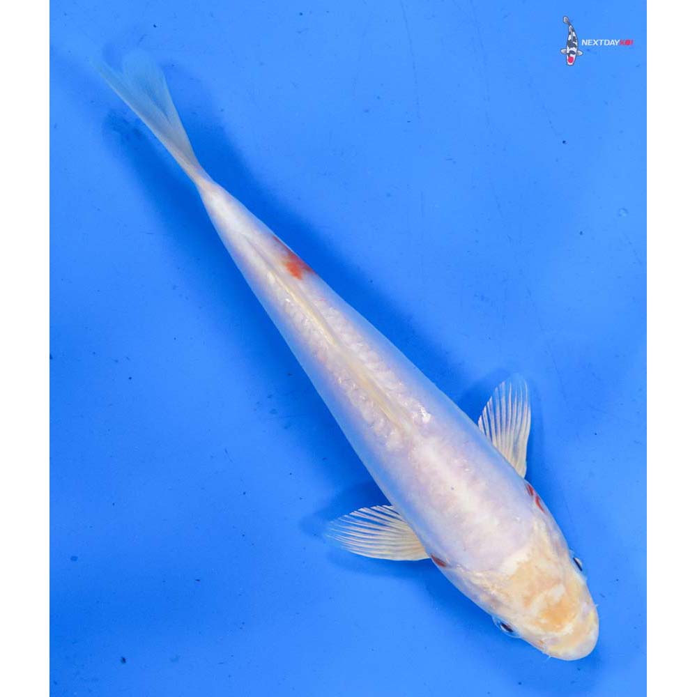 7.5” Imported Kikusui