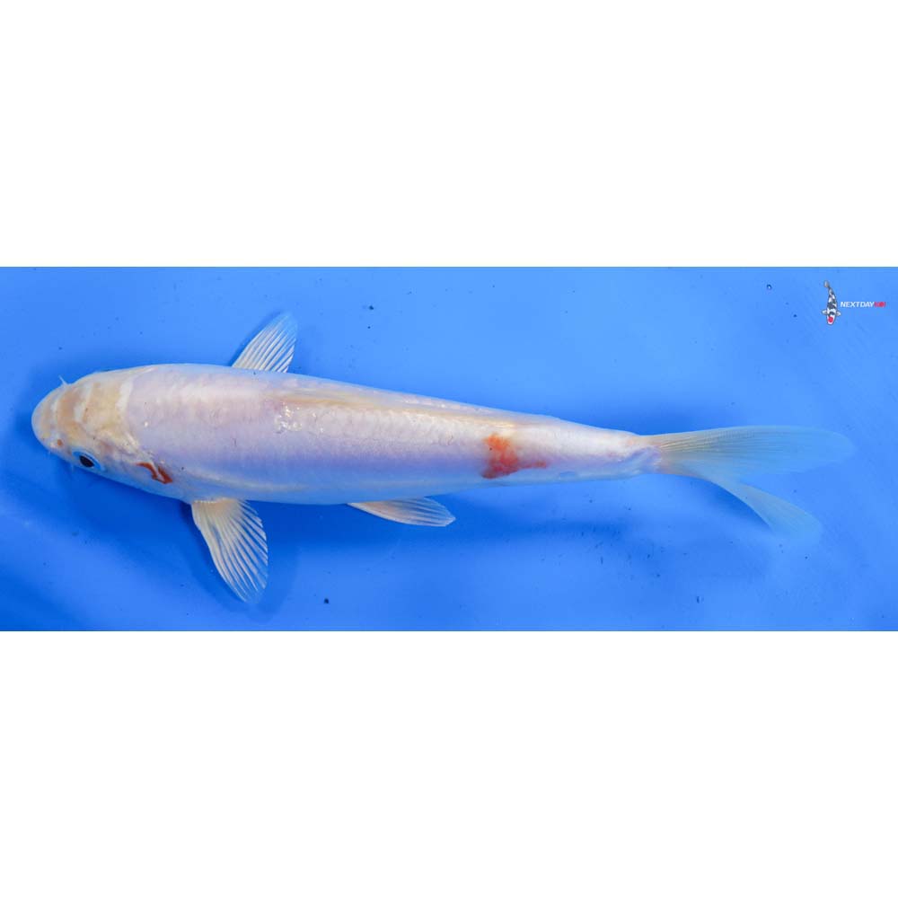 7.5” Imported Kikusui