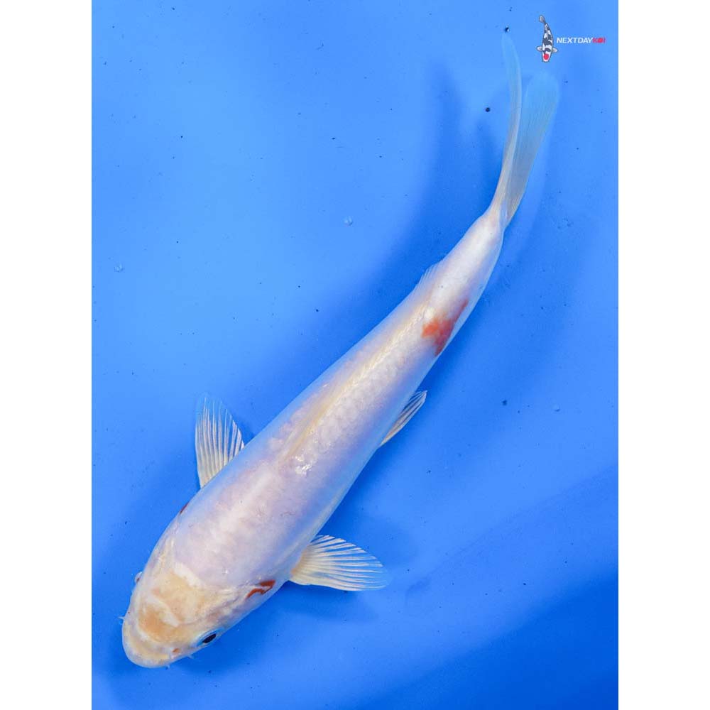 7.5” Imported Kikusui