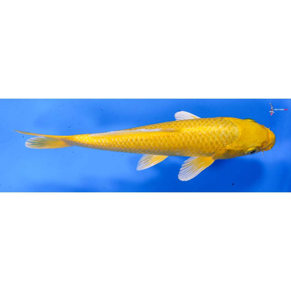 7” Imported Yamabuki Ogon