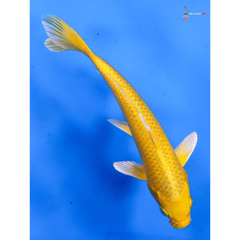 7” Imported Yamabuki Ogon