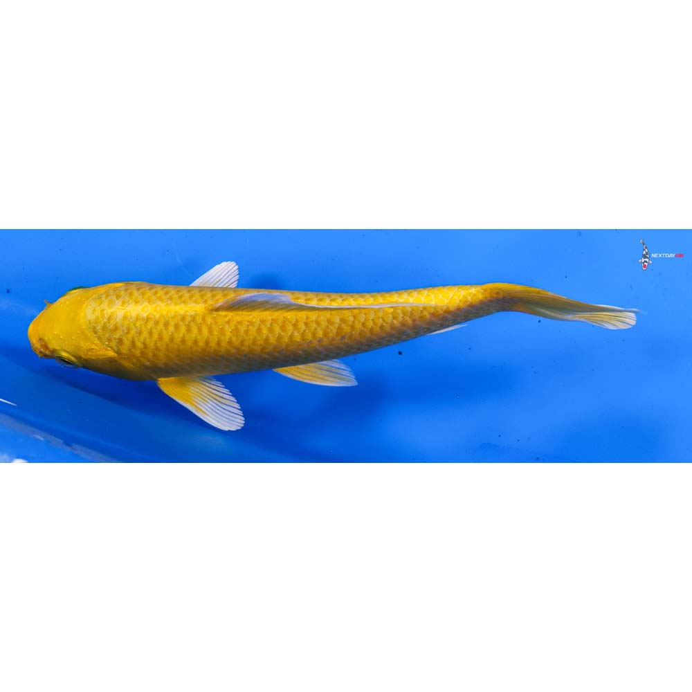 7” Imported Yamabuki Ogon