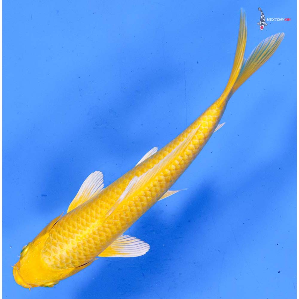 7” Imported Yamabuki Ogon