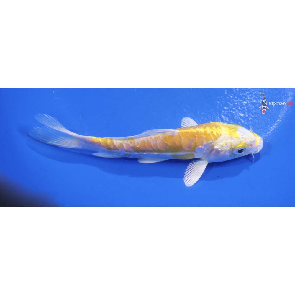 5.5” Imported Doitsu Lemon Hariwake