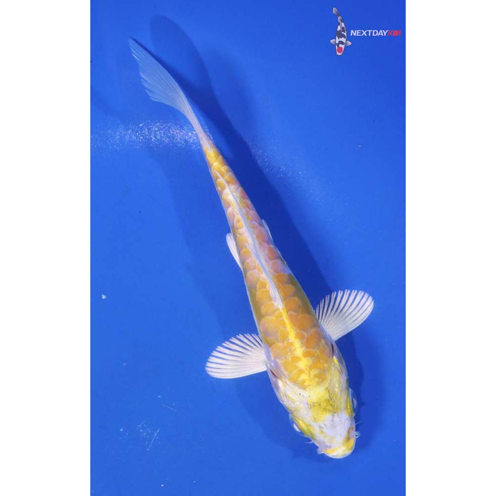 5.5” Imported Doitsu Lemon Hariwake
