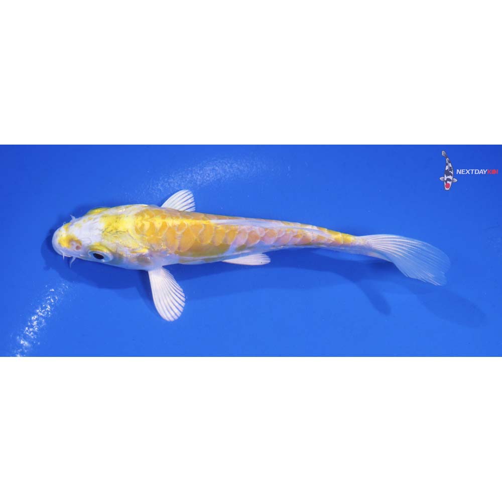 5.5” Imported Doitsu Lemon Hariwake