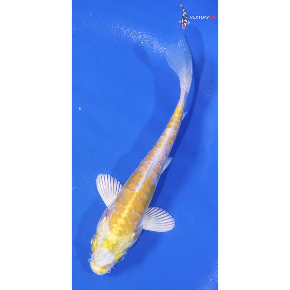 5.5” Imported Doitsu Lemon Hariwake