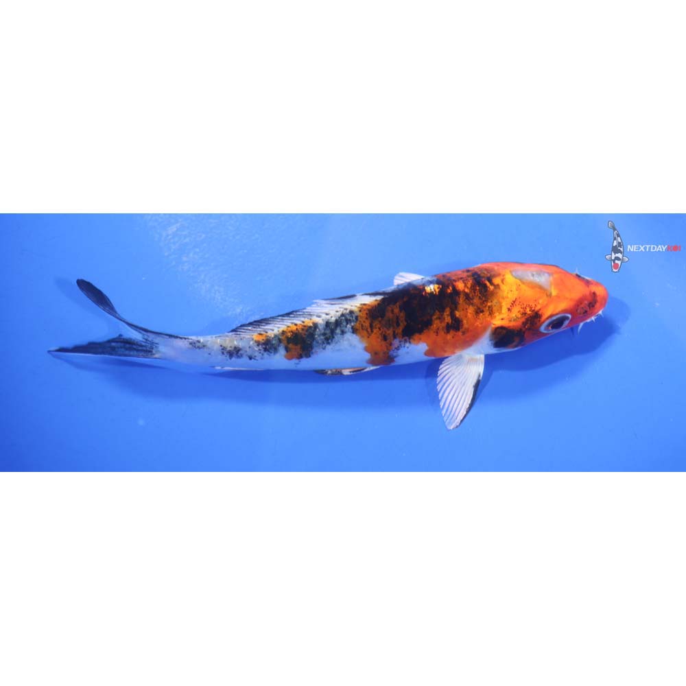 5” Imported Kujaku