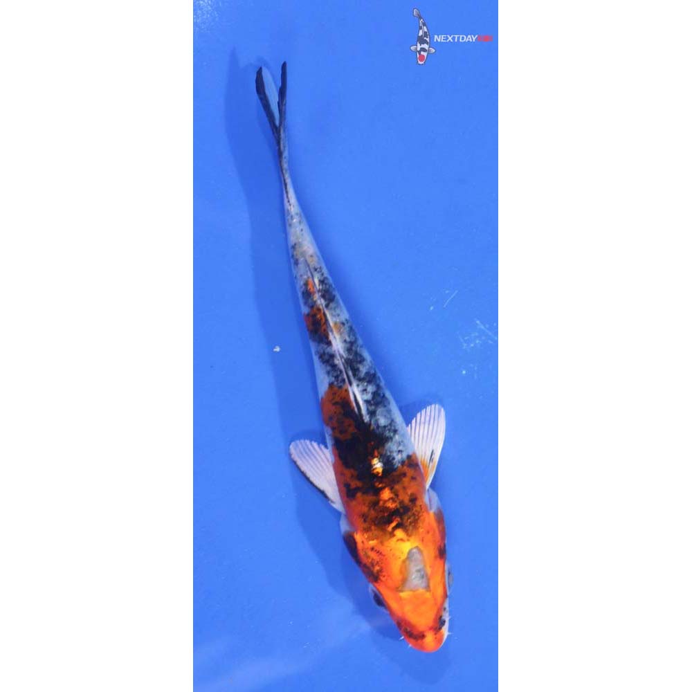 5” Imported Kujaku
