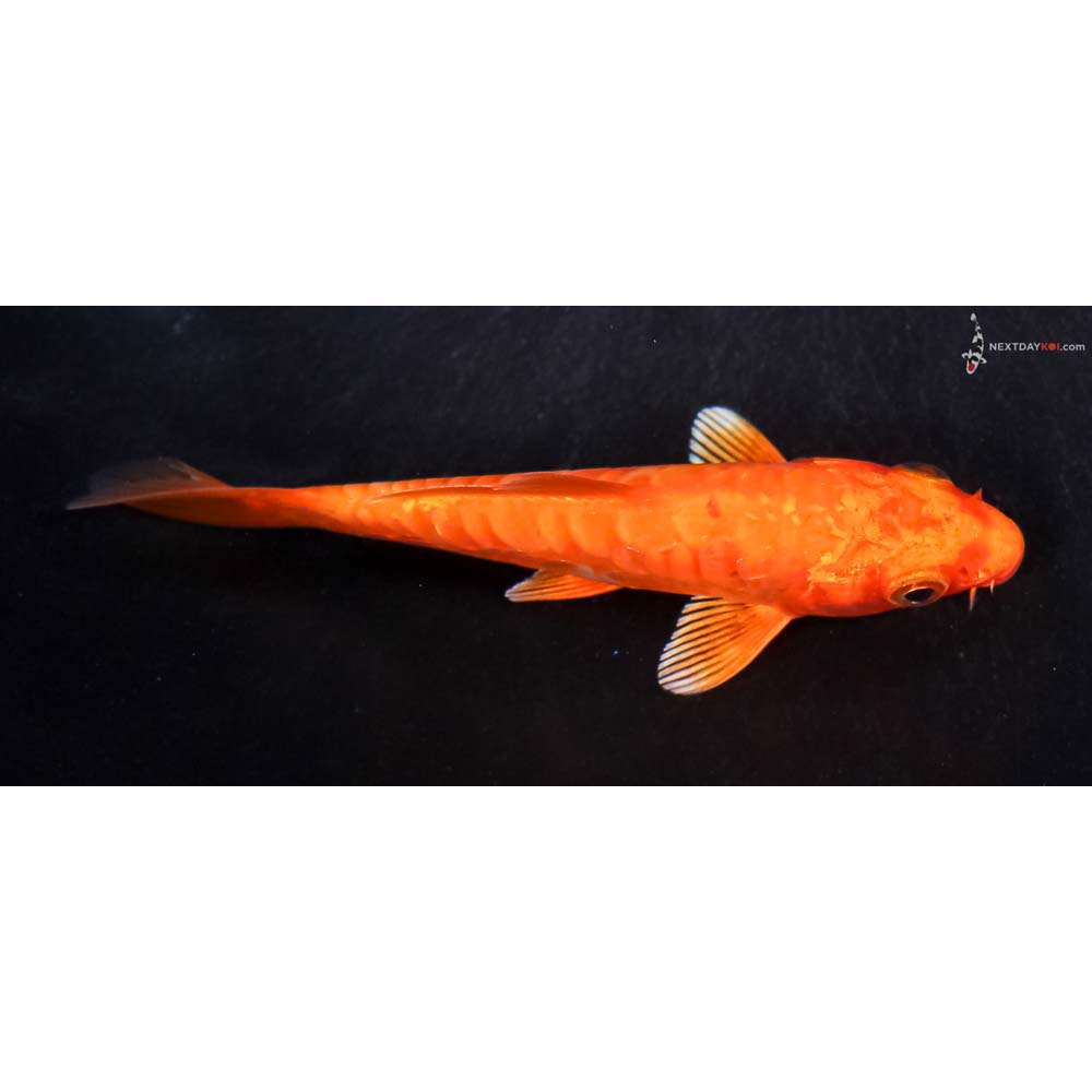 4” Imported Doitsu Orenji Ogon