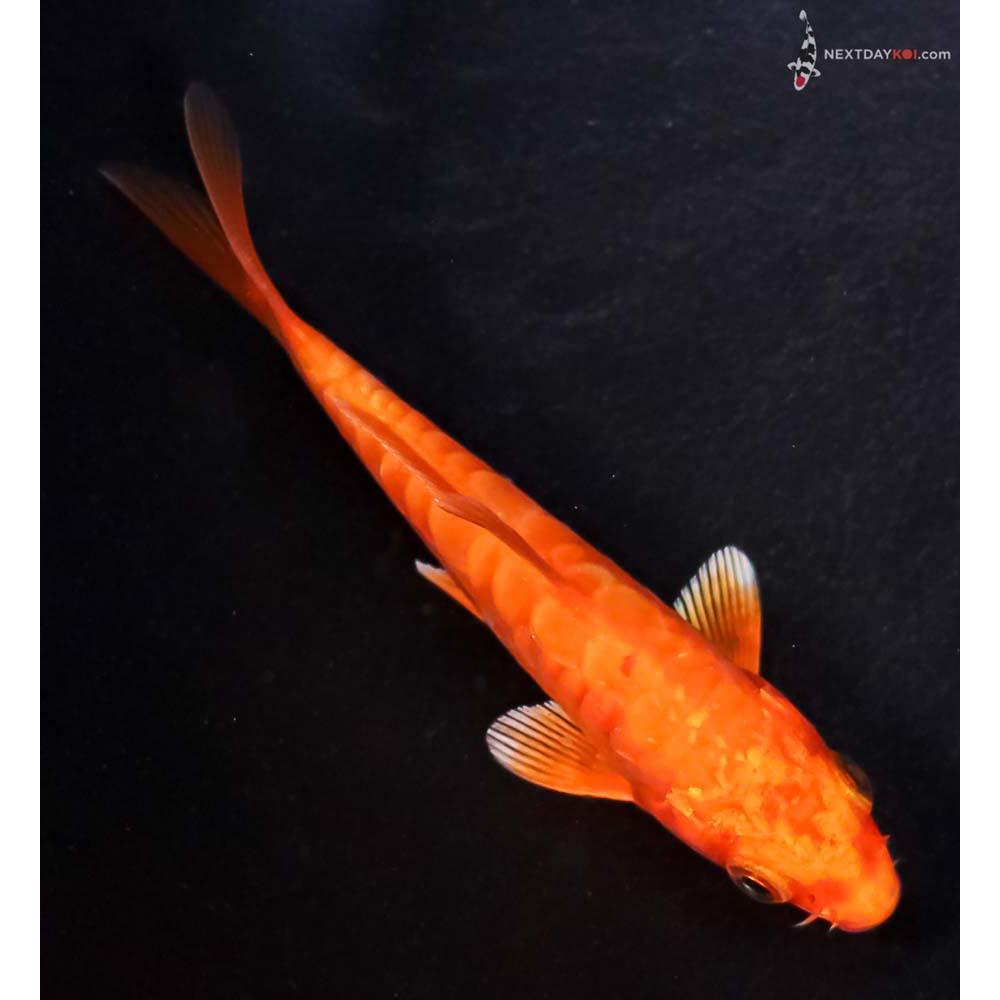 4” Imported Doitsu Orenji Ogon