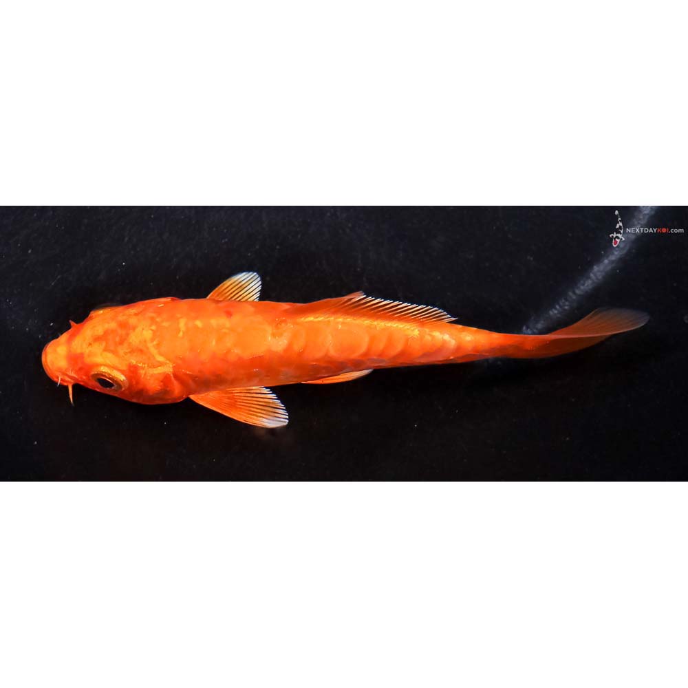 4” Imported Doitsu Orenji Ogon