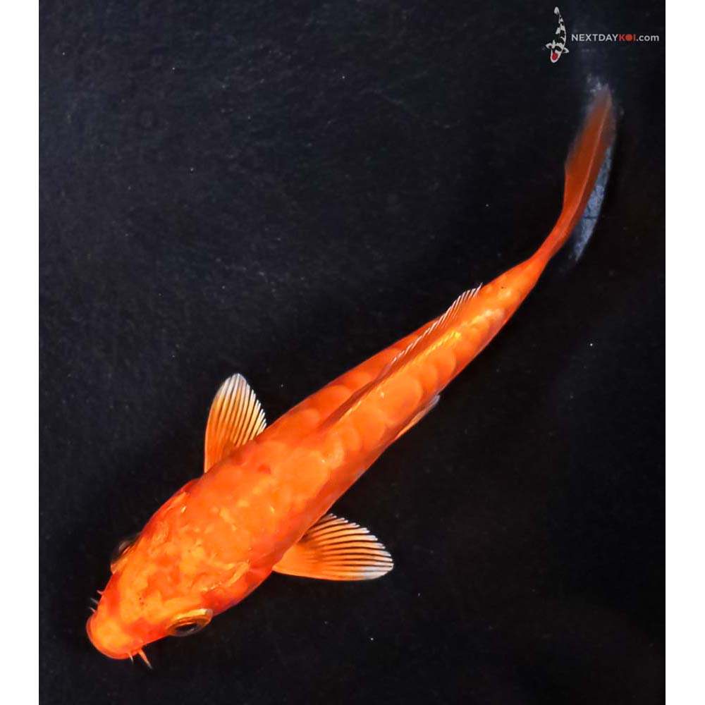 4” Imported Doitsu Orenji Ogon