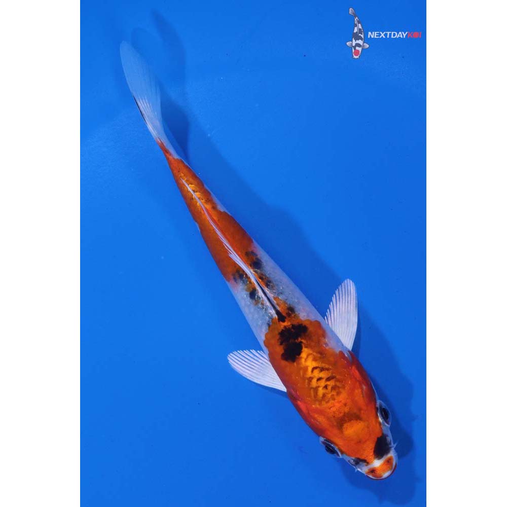 5” Imported Yamato Nishiki