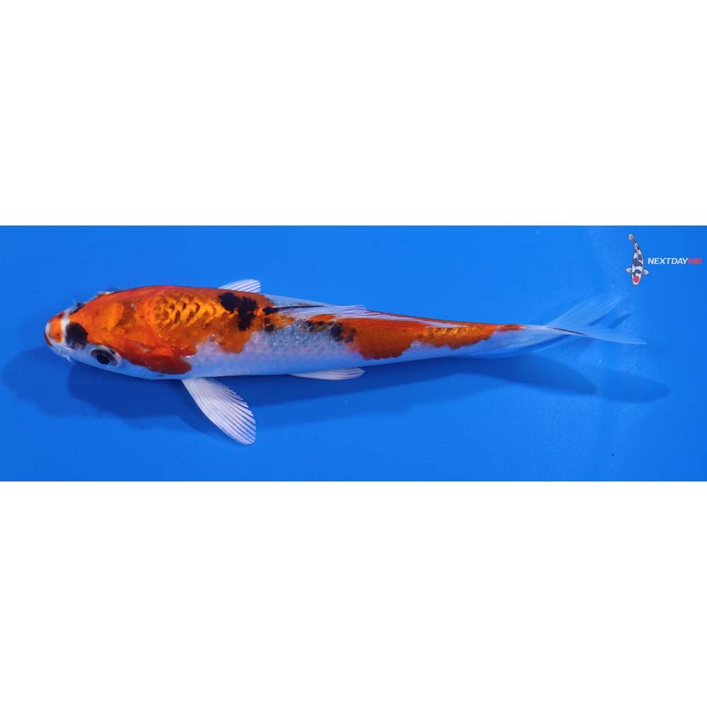 5” Imported Yamato Nishiki